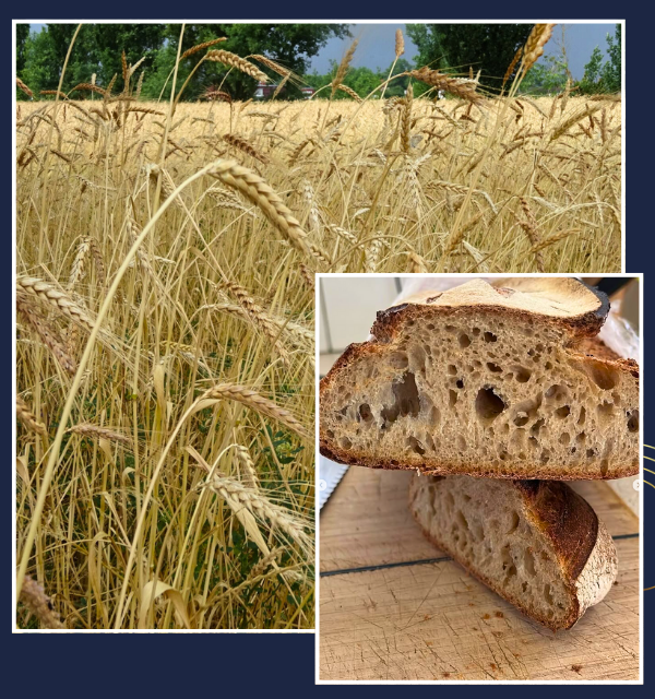 Stage Pro : Blés anciens et Céréales